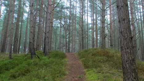 Wild-pine-forest-with-green-moss-and-heather-under-the-trees,-foggy-overcast-day-with-light-mist,-empty-hiking-trail,-Nordic-woodland,-Baltic-sea-coast,-mystic-concept,-wide-handheld-shot-tilt-up