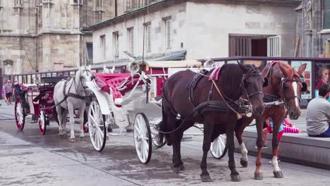 Horses-harnessed-to-a-fiacre,-horse-drawn-four-wheeled-carriage,-on-St-Stephen's-Square-behind-St
