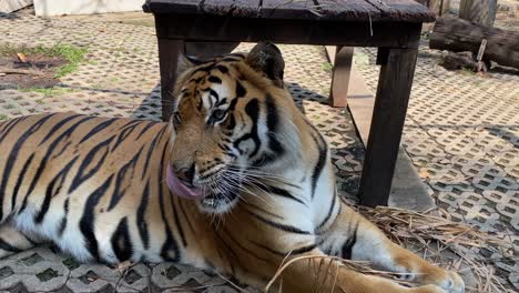 Un-Tigre-De-Bengala-Tirado-En-El-Suelo-Dentro-Del-Recinto-En-Un-Zoológico
