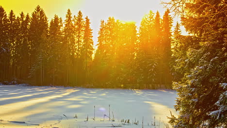 Gelbes-Sonnenlicht-Auf-Verschneitem-Feld-Im-Nadelwald-Mit-Sich-Bewegenden-Baumschatten