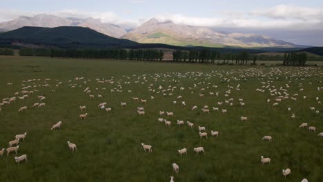 Flock-of-sheep-grazing-on-lush-open-farm-pasture,-Southland,-New-Zealand