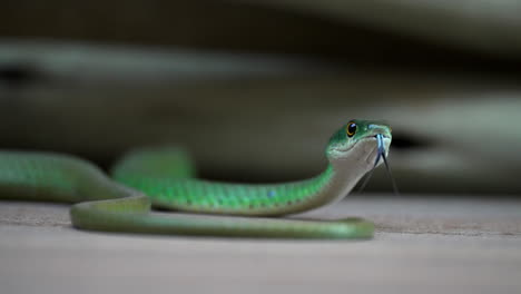 Green-snake-hisses-and-slithers-on-the-concrete-floor-of-a-house