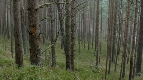 Wild-pine-forest-with-green-moss-and-heather-under-the-trees,-foggy-overcast-day-with-light-mist,-Nordic-woodland,-Baltic-sea-coast,-mystic-concept,-wide-handheld-shot