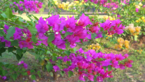 A-vivid-image-of-a-flourishing-pink-Bougainvillea-bush-blowing-in-the-soft-breeze-of-Goa