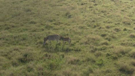 Drone-aerial-footage-of-a-Zebra-baby-standing-behind-Zebra-mother-in-the-wild-on-gree-grass-plain