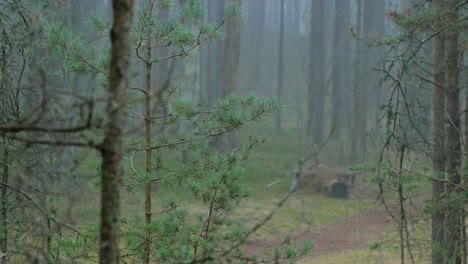 Wild-pine-forest-with-green-moss-and-heather-under-the-trees,-foggy-overcast-day-with-light-mist,-distant-empty-hiking-trail,-Nordic-woodland,-Baltic-sea-coast,-mystic-concept,-medium-handheld-shot