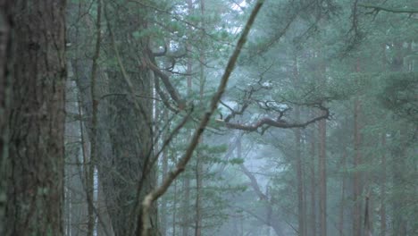 Wild-pine-forest-with-green-moss-and-heather-under-the-trees,-foggy-overcast-day-with-light-mist,-Nordic-woodland,-Baltic-sea-coast,-mystic-concept,-medium-handheld-shot