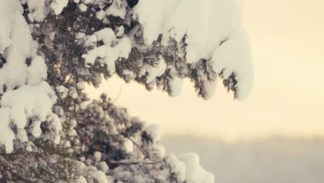 Closeup-Of-Tree-Leaves-And-Branches-With-Hoarfrost-In-Winter