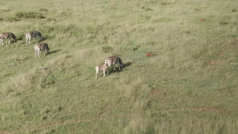 Drone-aerial-footage-of-a-Zebra-family-on-green-grassed-savannah-with-a-Zebra-baby