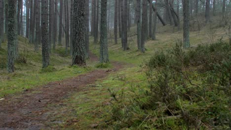 Wild-pine-forest-with-green-moss-and-heather-under-the-trees,-foggy-overcast-day-with-light-mist,-empty-hiking-trail,-Nordic-woodland,-Baltic-sea-coast,-mystic-concept,-wide-handheld-dolly-shot
