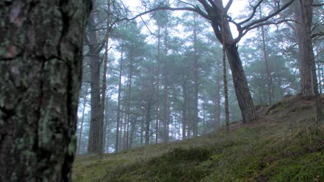 Wild-pine-forest-with-green-moss-and-heather-under-the-trees,-foggy-overcast-day-with-light-mist,-Nordic-woodland,-Baltic-sea-coast,-mystic-concept,-medium-handheld-dolly-shot