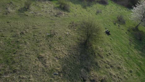 Drohne-Umkreist-Baum-In-Wackeliger-Aufnahme-Und-Zeigt-Menschen-Und-Hund,-Die-Einen-Atemberaubenden-Blick-Auf-Die-Untere-Tatra-Genießen