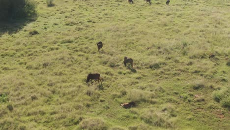Aerial-drone-pan-down-to-Wildebeest's-on-a-summers-grass-plain