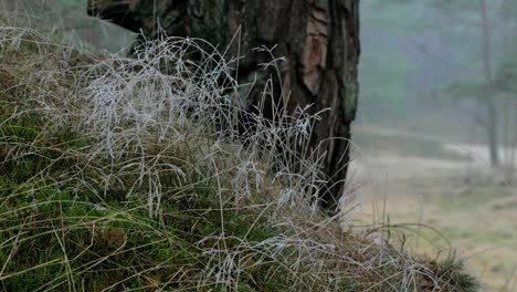 Wild-pine-forest-with-green-moss-and-heather-under-the-trees,-foggy-overcast-day-with-light-mist,-grass-covered-with-ice,-Nordic-woodland,-Baltic-sea-coast,-mystic-concept,-handheld-closeup-shot