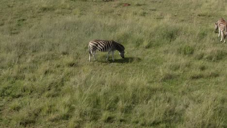 Drone-aerial-footage-of-a-Zebra-grazing-on-summer-grassed-savannah-in-the-wild
