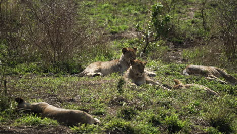 Pride-of-young-lions-and-lioness-laying-down-surveying-the-African-bush,-surrounded-by-green-landscape-in-Africa,-wide-shot-during-midday