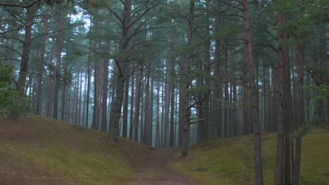 Wild-pine-forest-with-green-moss-and-heather-under-the-trees,-foggy-overcast-day-with-light-mist,-empty-hiking-trail,-Nordic-woodland,-Baltic-sea-coast,-mystic-concept,-wide-handheld-shot-tilt-down