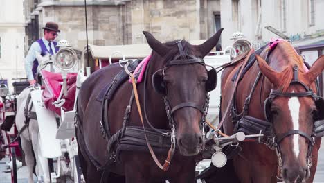 Horses-harnessed-to-a-fiacre,-horse-drawn-four-wheeled-carriage,-behind-St
