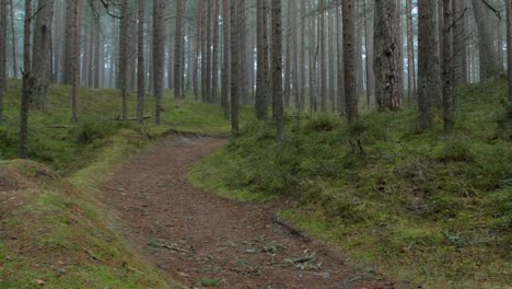 Wild-pine-forest-with-green-moss-and-heather-under-the-trees,-foggy-overcast-day-with-light-mist,-empty-hiking-trail,-Nordic-woodland,-Baltic-sea-coast,-mystic-concept,-wide-handheld-panoramic-shot