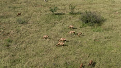 Drone-aerial-footage-of-a-Nyala-antelope-herd-grazing-on-summer-grassed-savannah-in-the-wild
