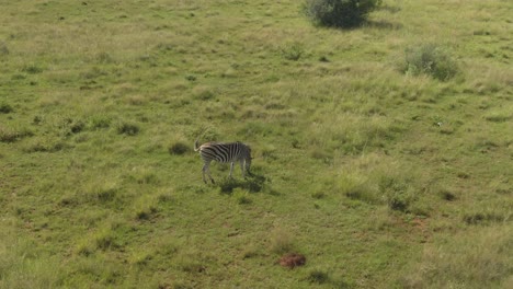 Drohnen-Luftaufnahmen-Eines-Zebras,-Das-In-Freier-Wildbahn-Auf-Einer-Savanne-Mit-Grünem-Gras-Grast