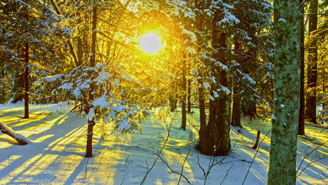 Sun-shining-through-snowy-forest-trees-and-branches,-fusion-time-lapse-view