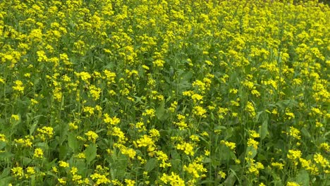 A-field-of-yellow-mustard-plants-blowing-in-the-slight-breeze
