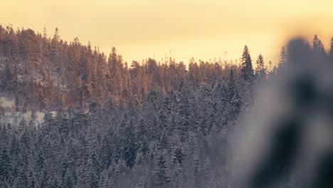 Weißer-Bergkiefernwald-Im-Winter-Von-Frankreich