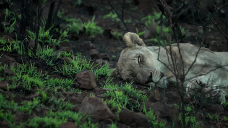 Female-lion,-lioness-sleeping-peacefully-in-the-bright-green-newly-sprouted-grass-after-a-natural-firebreak-in-a-African-safari-park