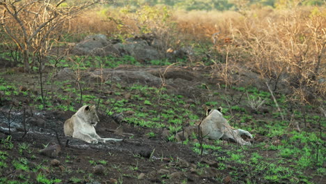 Two-lions-laying-in-the-shadow-of-a-semiarid-landscape-surveying-the-African-bush-with-morning-sunlight-in-the-background,-wide-shot