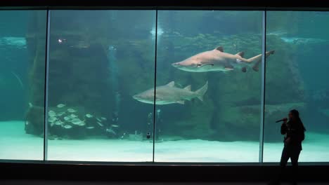 Hostess-describes-as-scuba-divers-feed-large-sharks-in-aquarium-tank