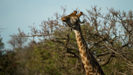 Female-giraffe-shaking-her-head-to-remove-flies,-with-an-out-of-focus-African-bush-in-the-background,-medium-shot