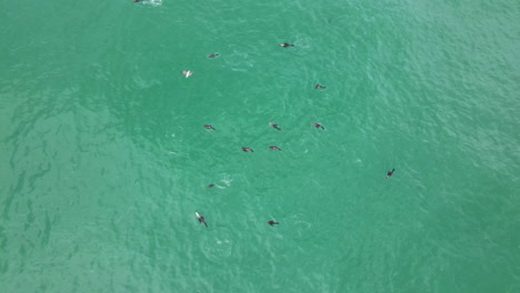 Ariel-drone-shot-of-an-ocean-filled-with-a-herd-of-fishing-seals-diving-in-the-deep-turquoise-blue-sea