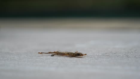 Dead-Lizard-being-Carried-and-Devoured-by-Army-Ant-Colony,-Macro-Close-up