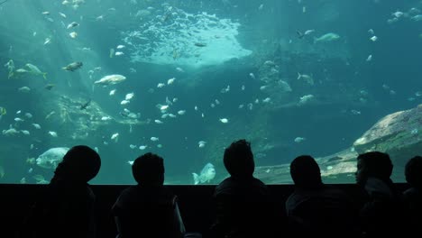 Children-in-dark-theatre-stare-in-awe-at-fish-swimming-in-big-aquarium