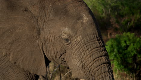Young-dusty-elephant-walking-through-the-dry-African-bush-holding-onto-a-leafy-green-branch-with-its-trunk-and-eating