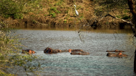 Weitwinkelaufnahme-Eines-Afrikanischen-Wasserlochs-Voller-Flusspferde,-Die-Im-Fluss-Waten,-Umgeben-Von-Viel-Grün,-Und-Eines-Reihers,-Der-Am-Flussufer-Sitzt
