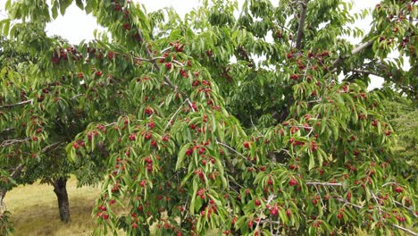 Cherries-ready-to-harvest-in-Traverse-City,-Cherry-Capital-of-Michigan,-USA