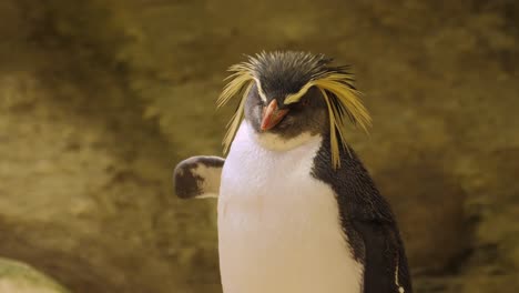 Crested-Rockhopper-penguin-by-pool-appears-to-be-hitchhiking-with-wing