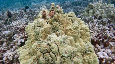 Lobate-mounding-coral-covering-acropora-coral,-tropical-reef-fish-swim