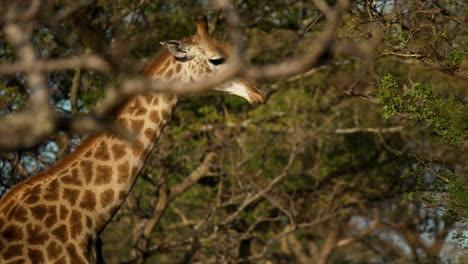Giraffe-walking-though-dense-African-bush,-medium-shot-tracking-the-animal