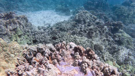 Allmähliche-Enthüllung-Eines-Tropischen-Riffs-Mit-Blühenden-Korallenriffköpfen