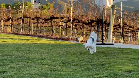 Cute-white-fur-Maltese-dog-running-on-green-grass-away-from-vineyard-at-winery