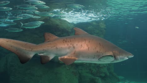 School-of-silver-mackerel-swim-past-huge-sand-tiger-shark-in-aquarium