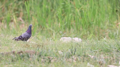 Rock-Pigeon-Looking-Around-In-The-Field