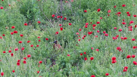 Pheasant-On-Red-Poppy-Field---high-angle-shot
