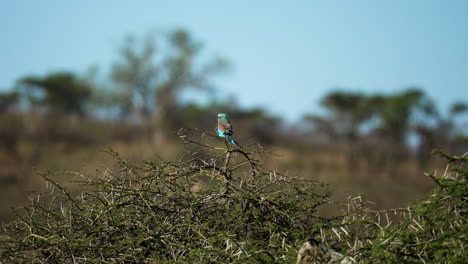 Wide-shot-of-a-lilac-breasted-roller-bird-sitting-on-a-thorny-acacia-tree-with-the-African-landscape-blurred-in-the-background
