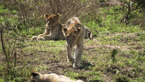 Junger-Männlicher-Löwe,-Der-Auf-Die-Kamera-Zugeht,-Mit-Einem-Anderen-Unscharfen-Löwen-Im-Vordergrund-Und-Einer-Löwin-Im-Hintergrund,-Umgeben-Von-Afrikanischem-Busch