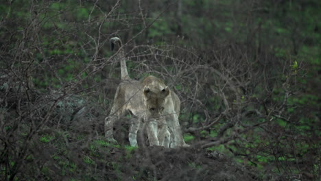 Weitwinkelaufnahme-Von-Löwen-Und-Löwin,-Löwinjungen,-Die-Während-Einer-Safari-Durch-Dornige-Büsche-In-Einer-Semiariden-Landschaft-In-Afrika-Laufen