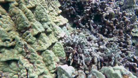Close-up-of-tropical-reef-finger-coral-and-mounding-coral,-fish-dart